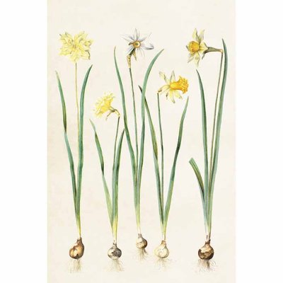 Vintage Post card Daffodils